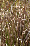 Cogongrass